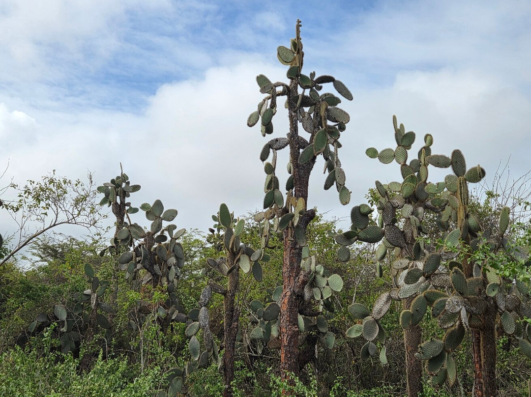Charles Darwin Research Station-阿约拉港必去景点