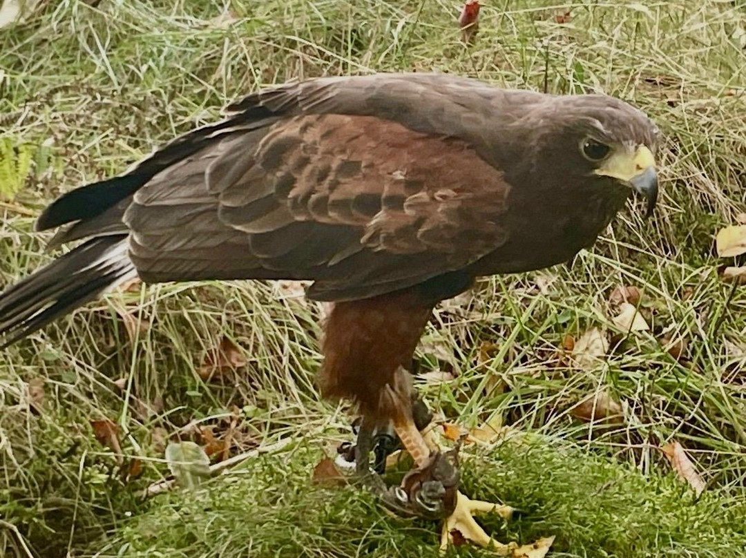 Lake District Falconry-温德米尔必去景点