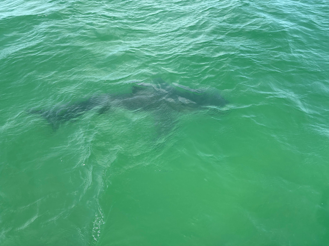 Atlantic White Shark Conservancy Ecotours-查塔姆必去景点