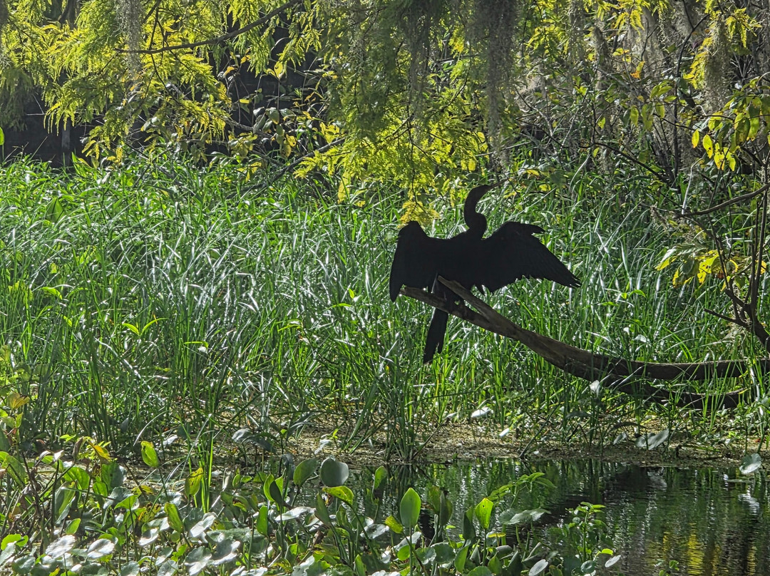 Tom and Jerry's Airboat Tours-Lake Panasoffkee必去景点