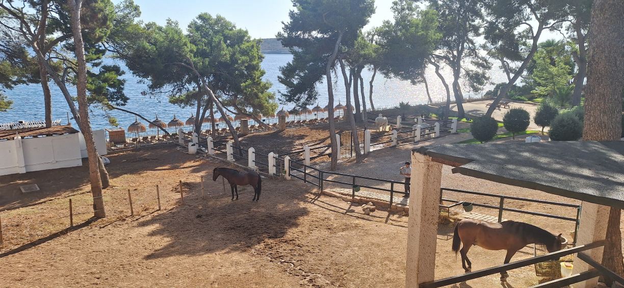 Alua Calvia Mallorca-旅行者