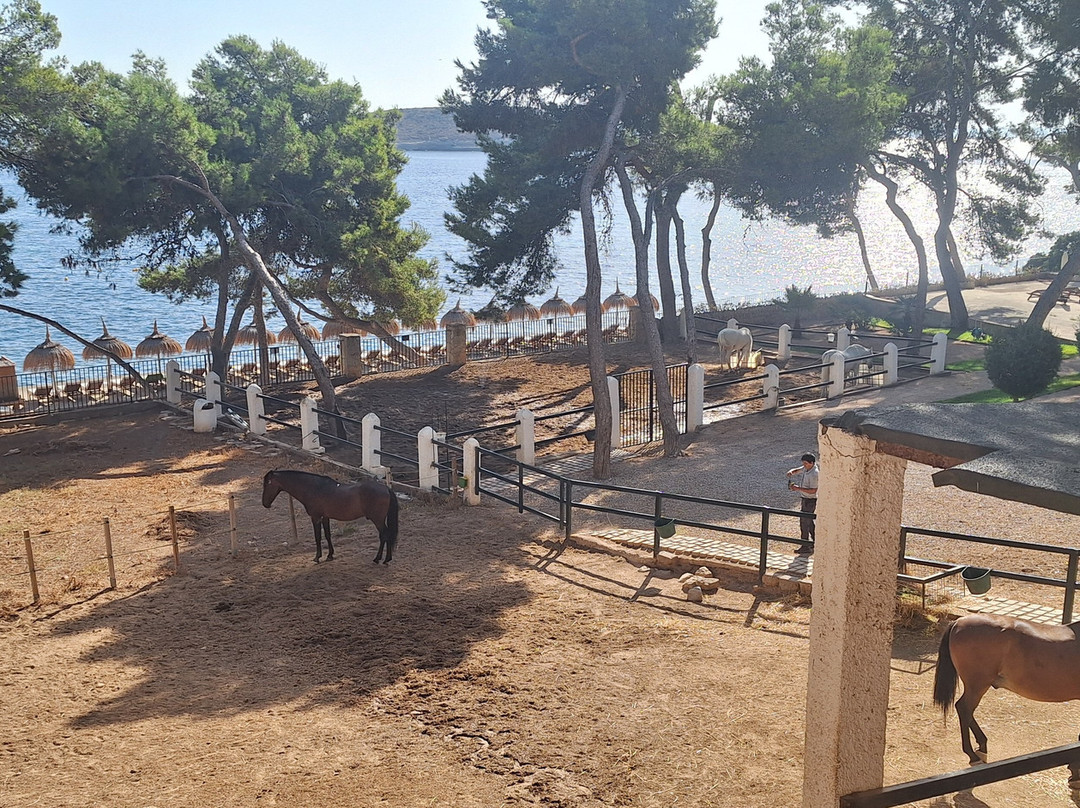 Alua Calvia Mallorca主图