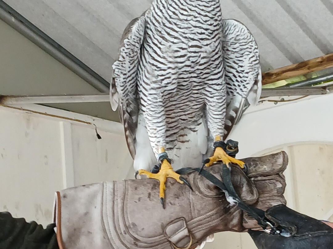 Falconry Experience Wales-Newtown必去景点
