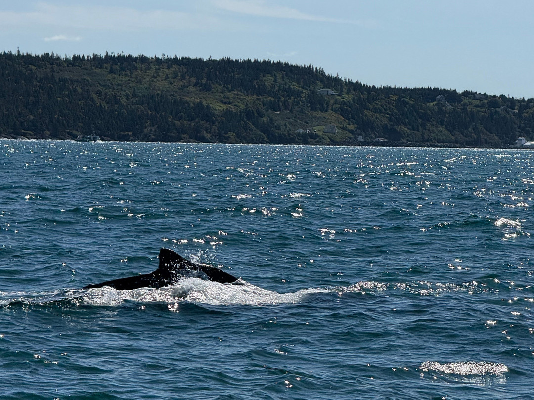 Adventure Bay Whale Watch Co.-Tiverton必去景点