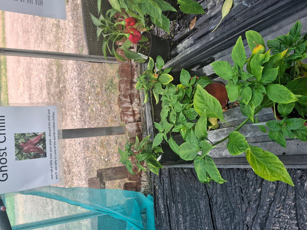 Edible Ornamentals-Chawston必去景点