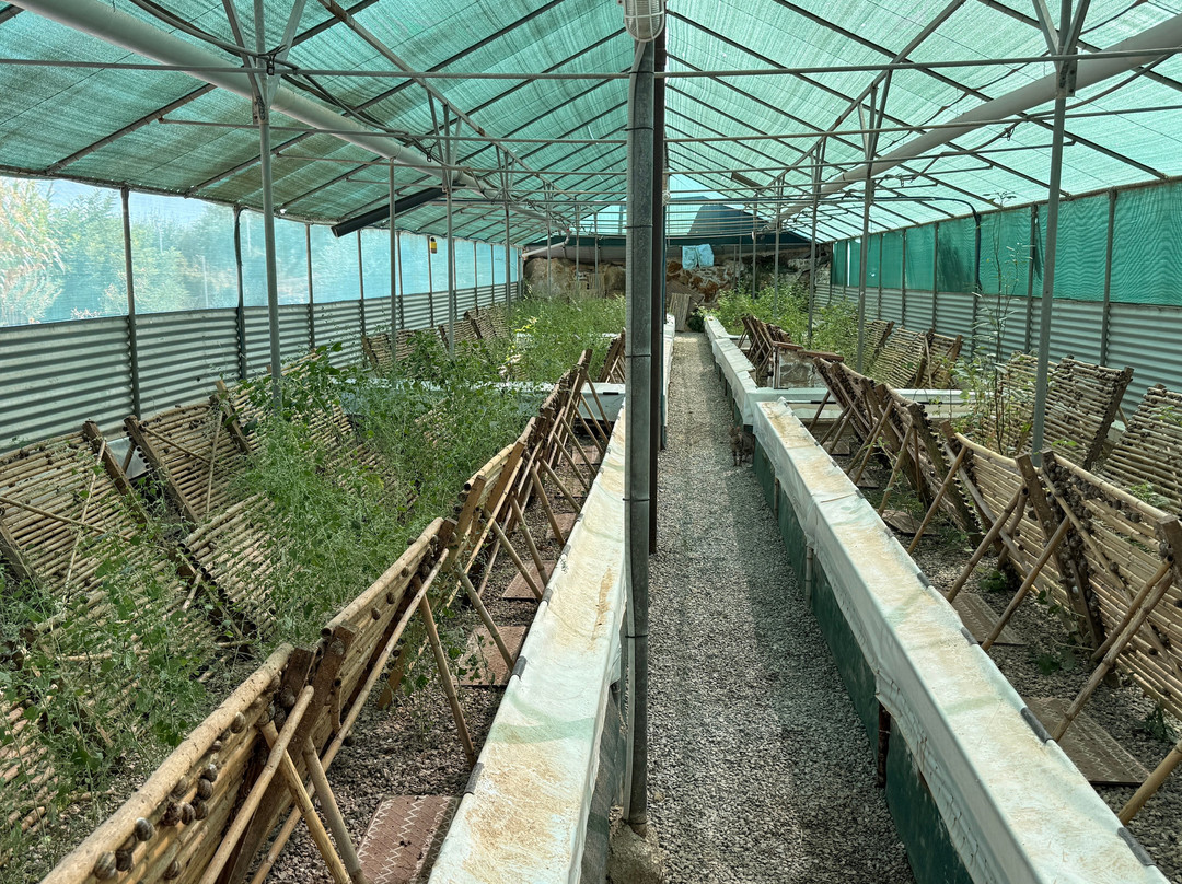Snail Farm And Fun-Tylissos必去景点
