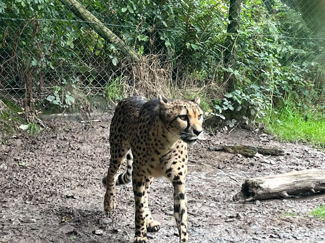 Exmoor Zoo-巴恩斯特珀尔必去景点
