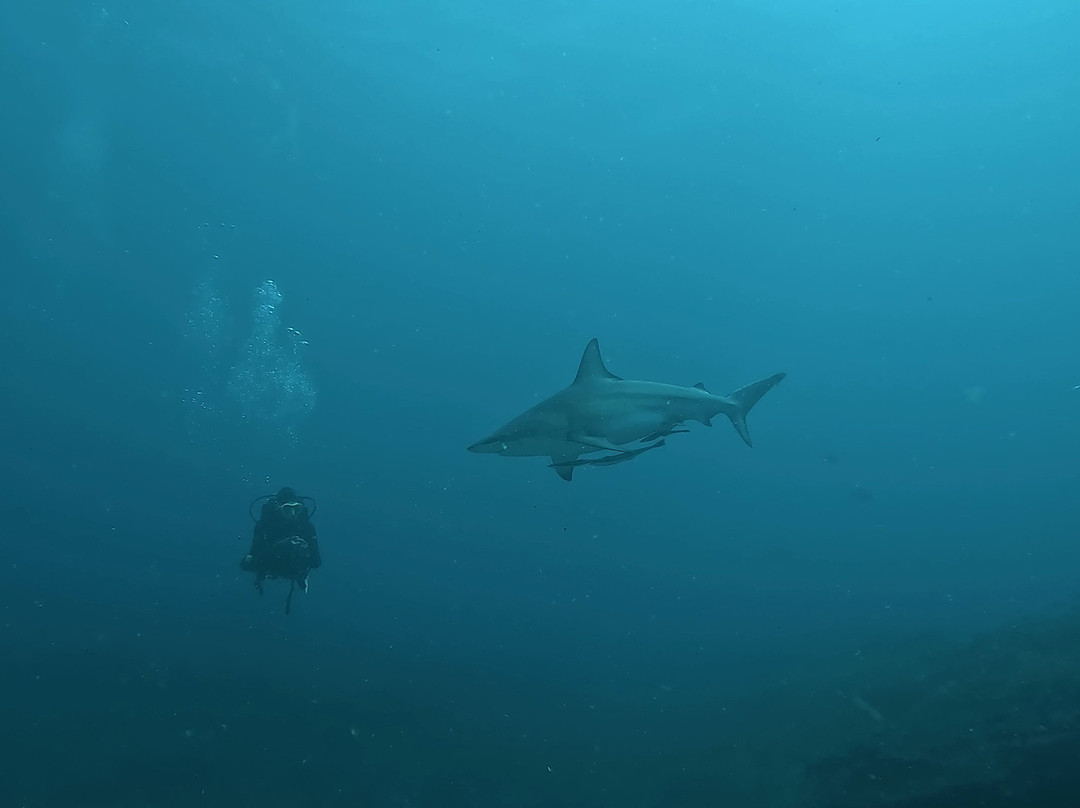 SAFARI, DRIVE & DIVE TOURS-Inhambane必去景点