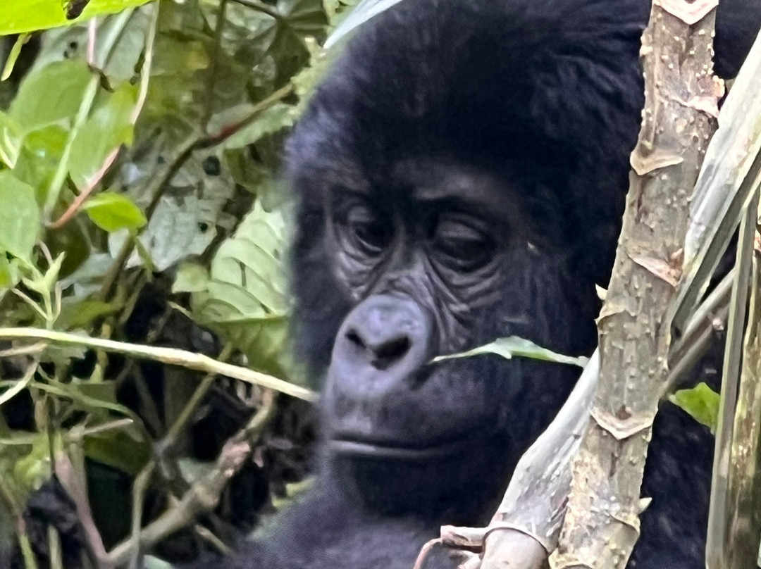 Destinations African Gorilla Limited-卡巴莱必去景点