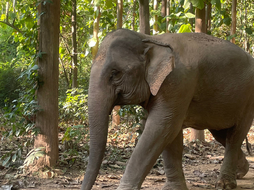 MandaLao Elephant Conservation-琅勃拉邦必去景点