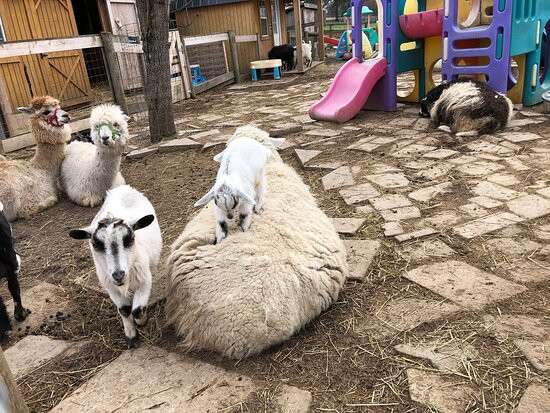 Triple C Farm-安卡斯特必去景点