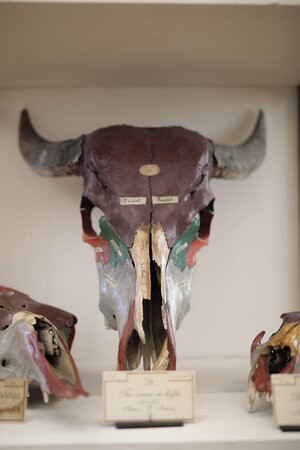 Fragonard Museum of the Maisons-Alfort Veterinary School-迈松阿尔福必去景点