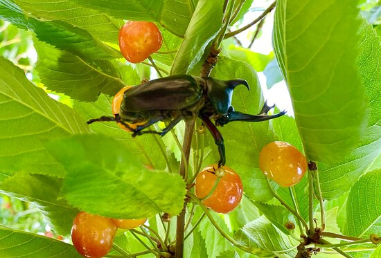 Koukaen-仁木町必去景点