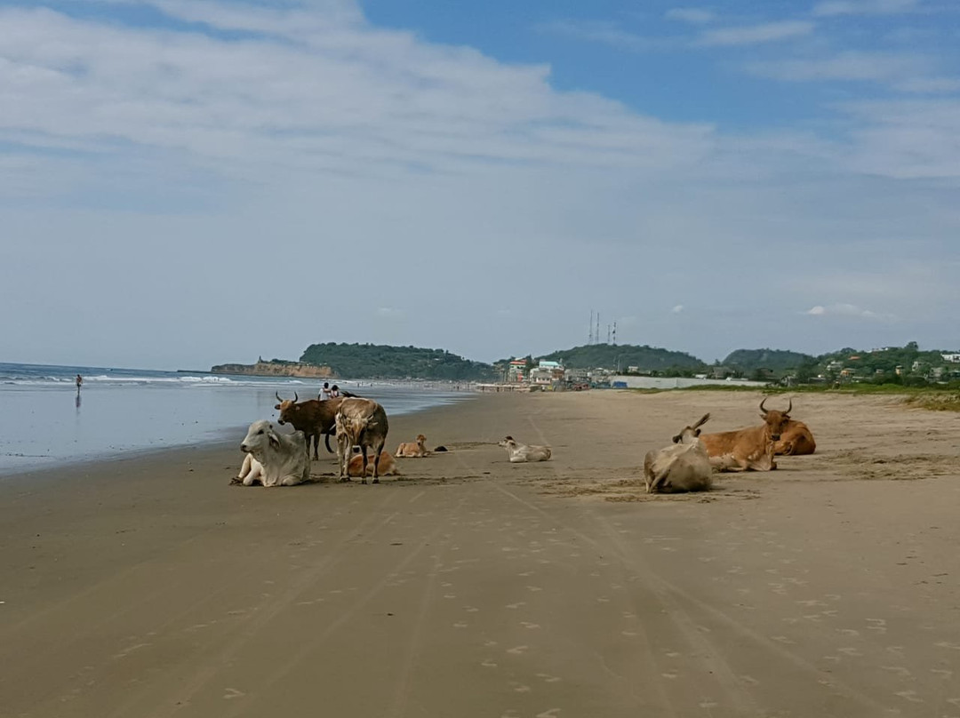 Hotel Manglaralto主图