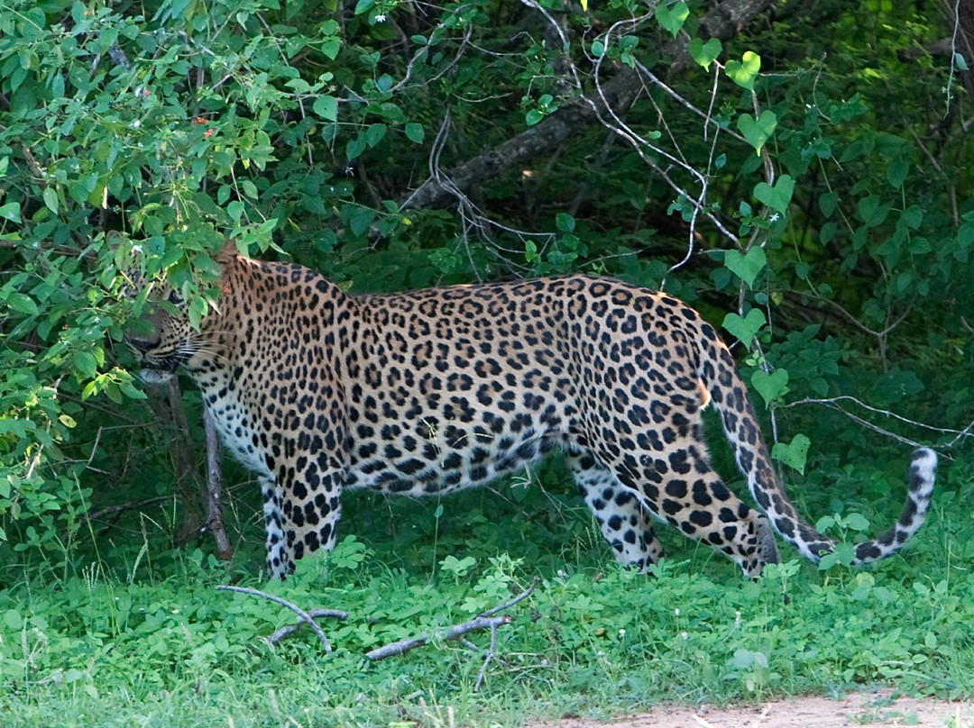 Hema Safari景点图片