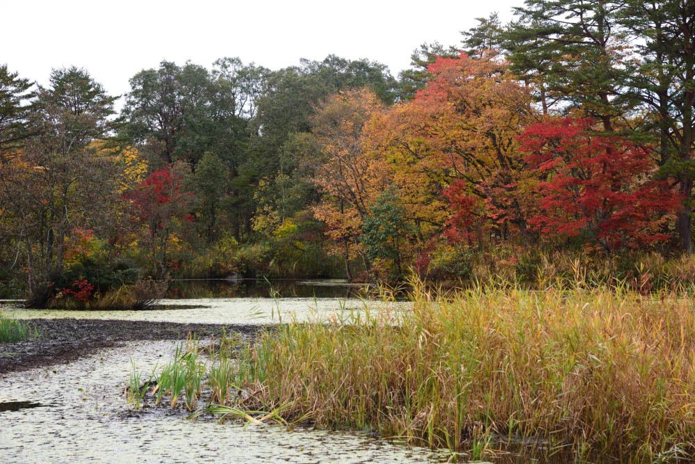 Rengenuma Swamp景点图片