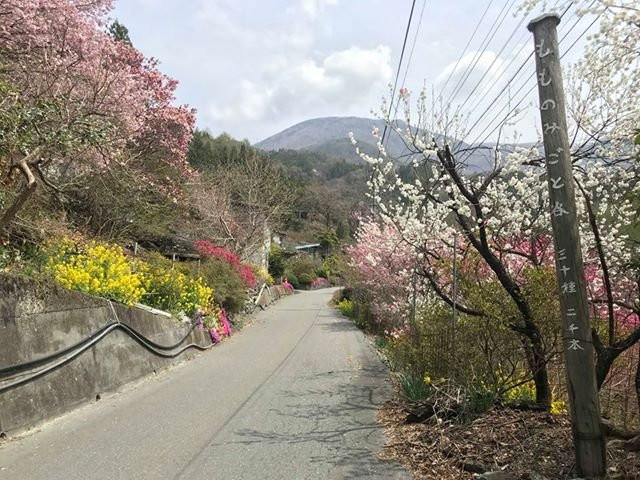 Oshikamura Tourism Association景点图片