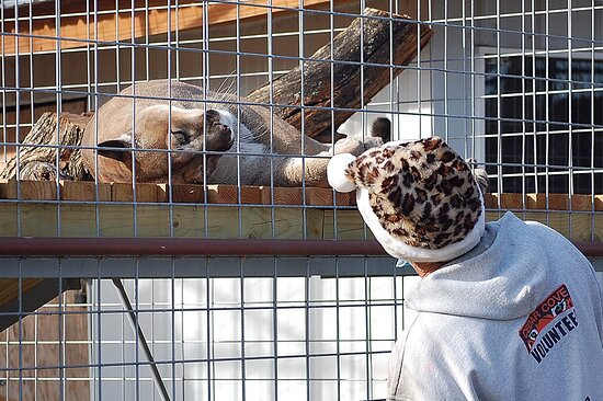 Cedar Cove Feline Conservatory & Education Center-Louisburg必去景点
