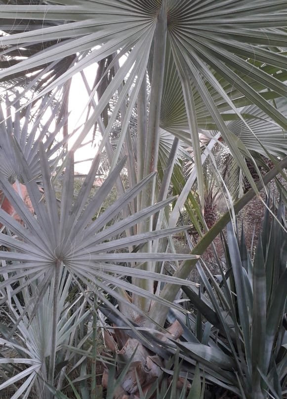 Kuwait Zoo-Kuwait City必去景点