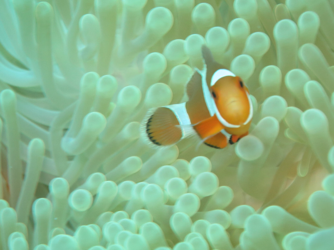 Gili Island Diving Center景点图片