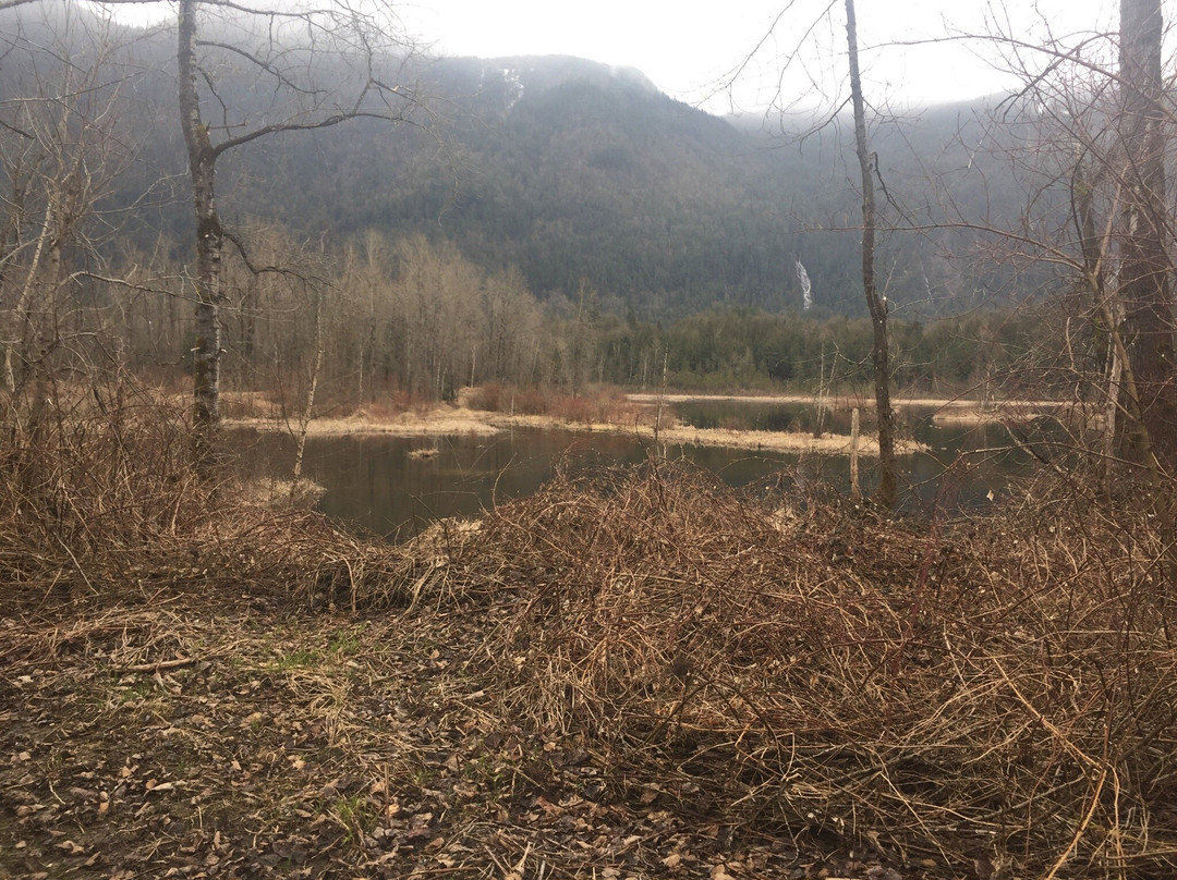 Cheam Lake Wetlands Regional Park景点图片