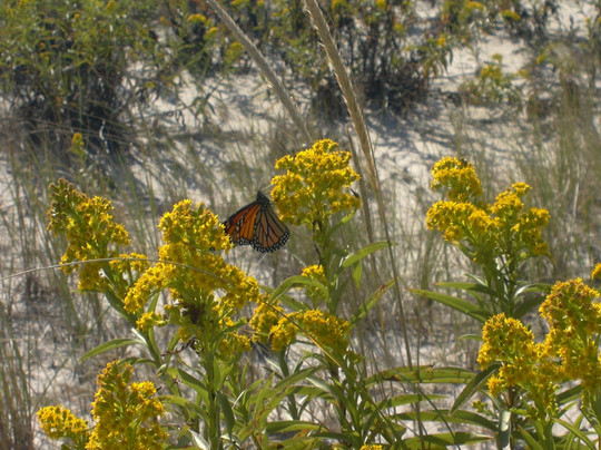 Breezy Point旅游攻略图片