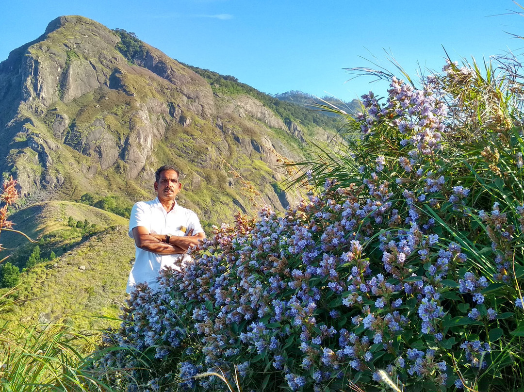 Amazing Munnar Tours景点图片