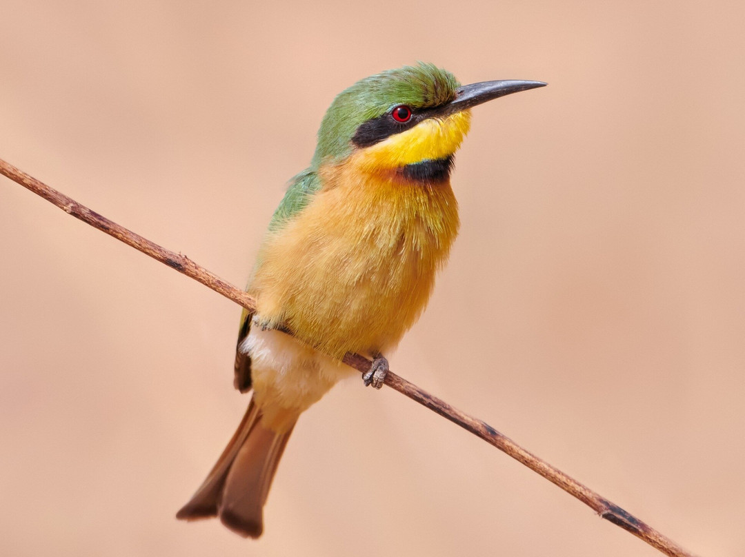 Senegambia Birding景点图片