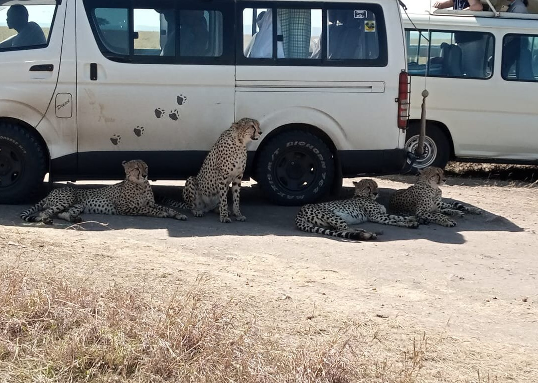 Africa Starpal Tours & Safaris