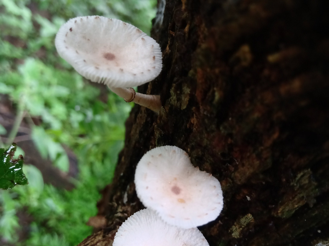 EcoPoro Rain Forest景点图片