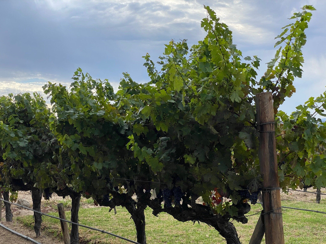 Arra Vineyards-Klapmuts必去景点