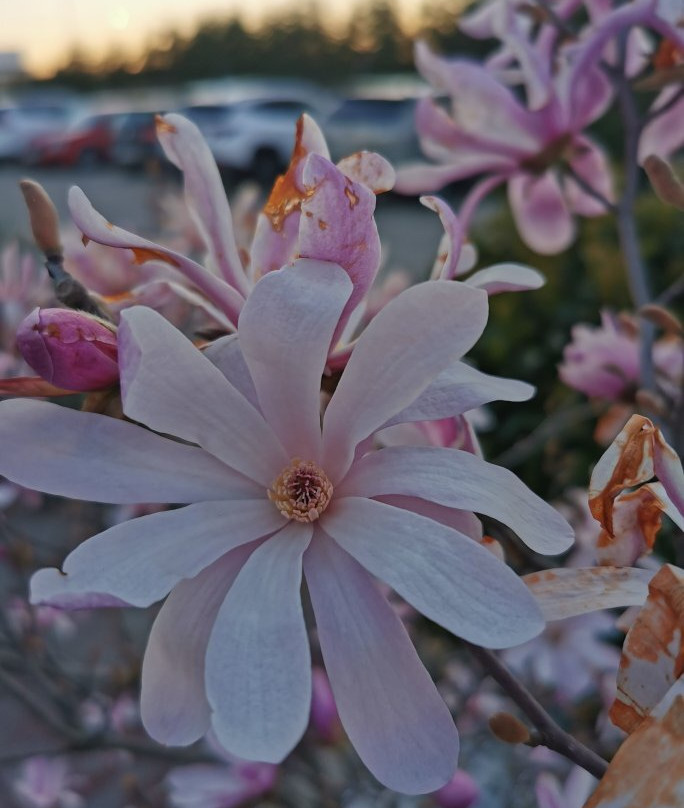 Centro Oeste-马亚达洪达必去景点