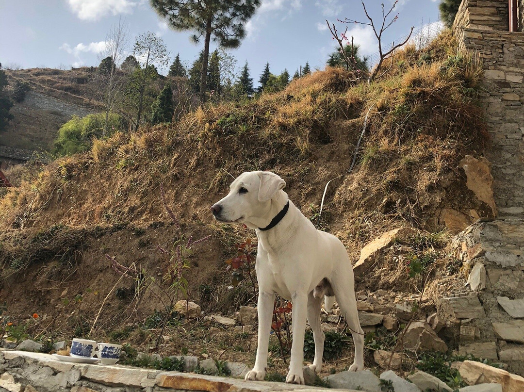 Chirping Chidiya主图