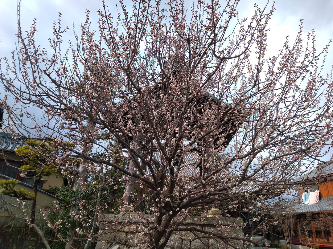 Zennen-ji Temple-大津市必去景点