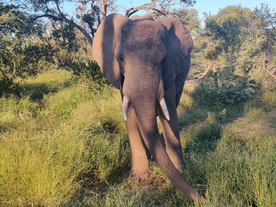 Crossroads Safaris & Tours-克鲁格国家公园必去景点