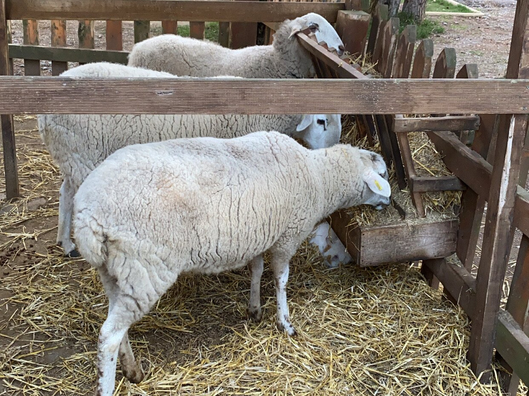 El Xalet de Prades主图