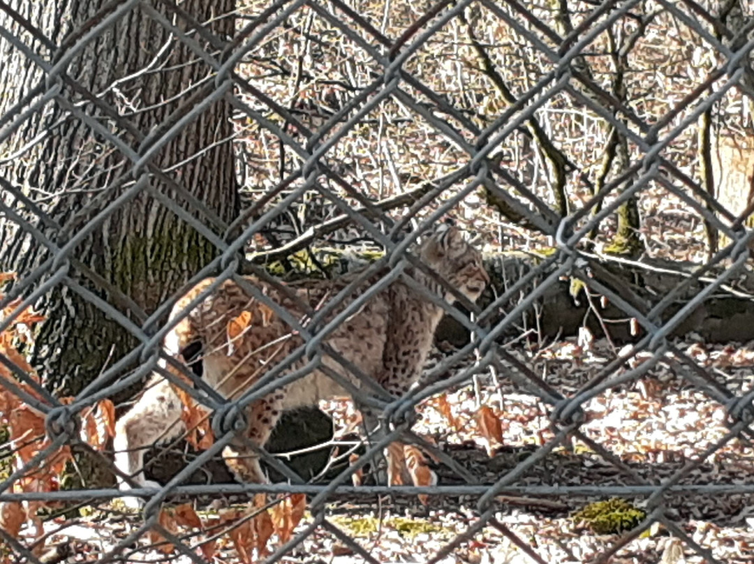 Wildpark Betzenberg景点图片
