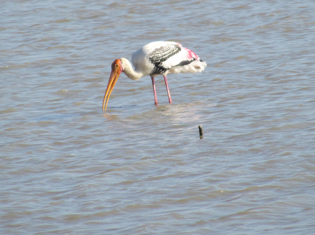 Pulicat Bird Sanctuary景点图片