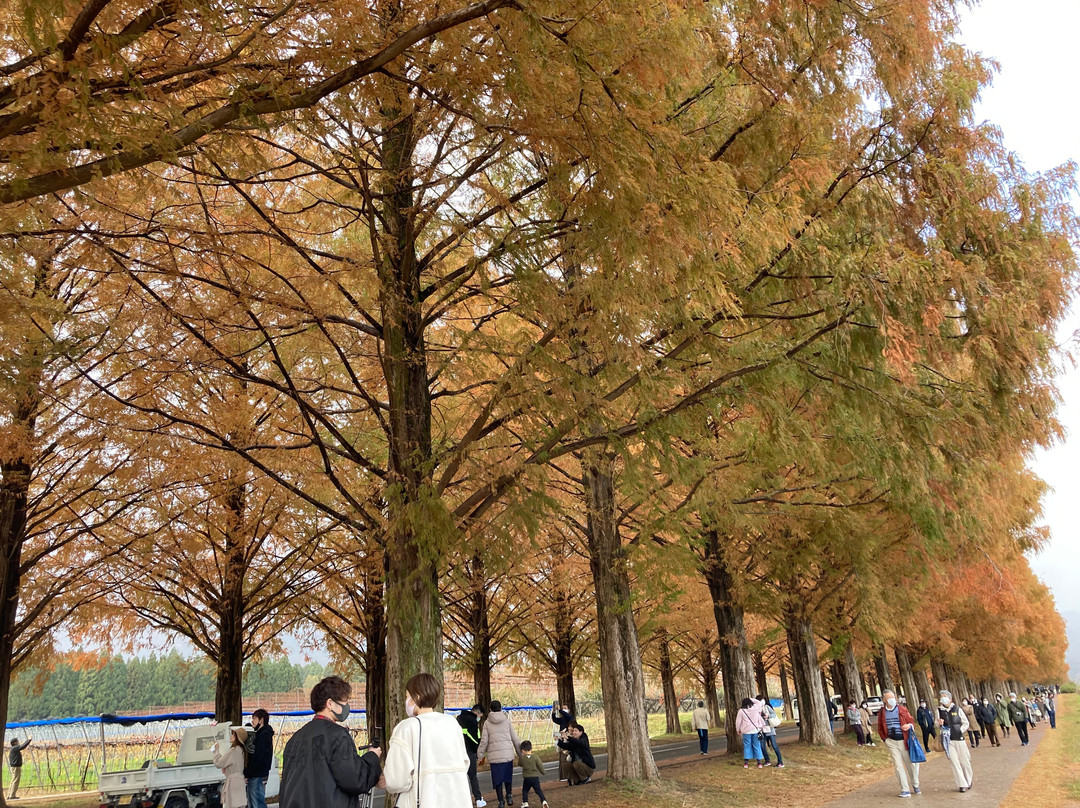 Metasequoia Namiki-高岛市必去景点
