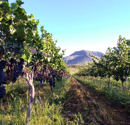 Chateau Wright Winery and Sandwich Bar-Fort Davis必去景点