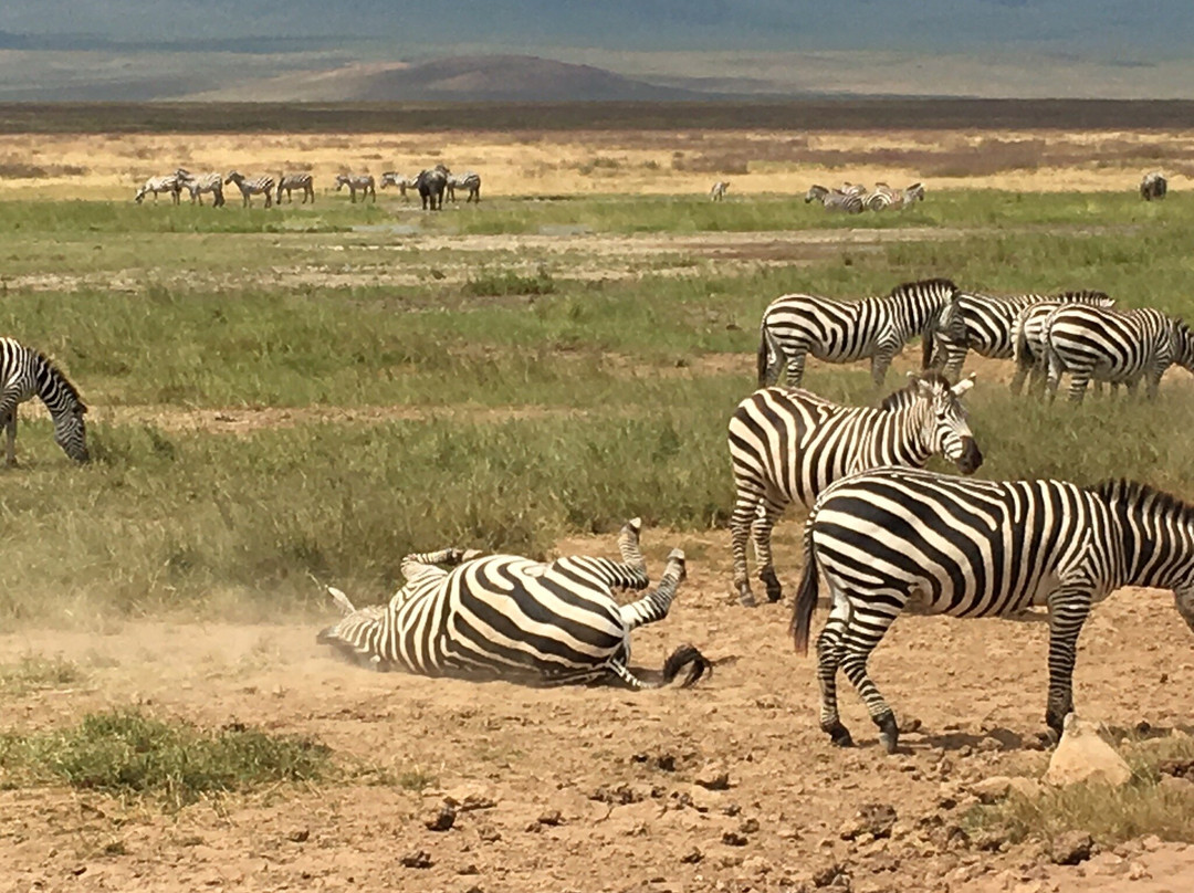 Redunca Safaris-阿鲁沙必去景点
