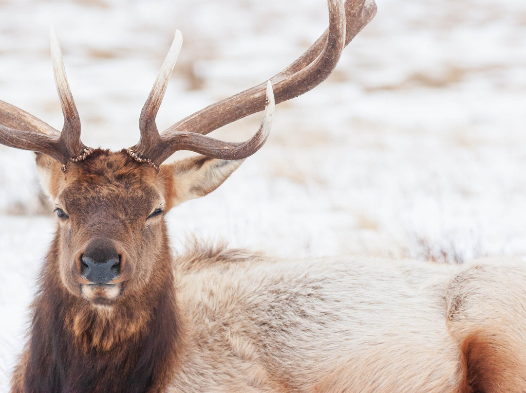 Yellowstone Safari Company-Pray必去景点