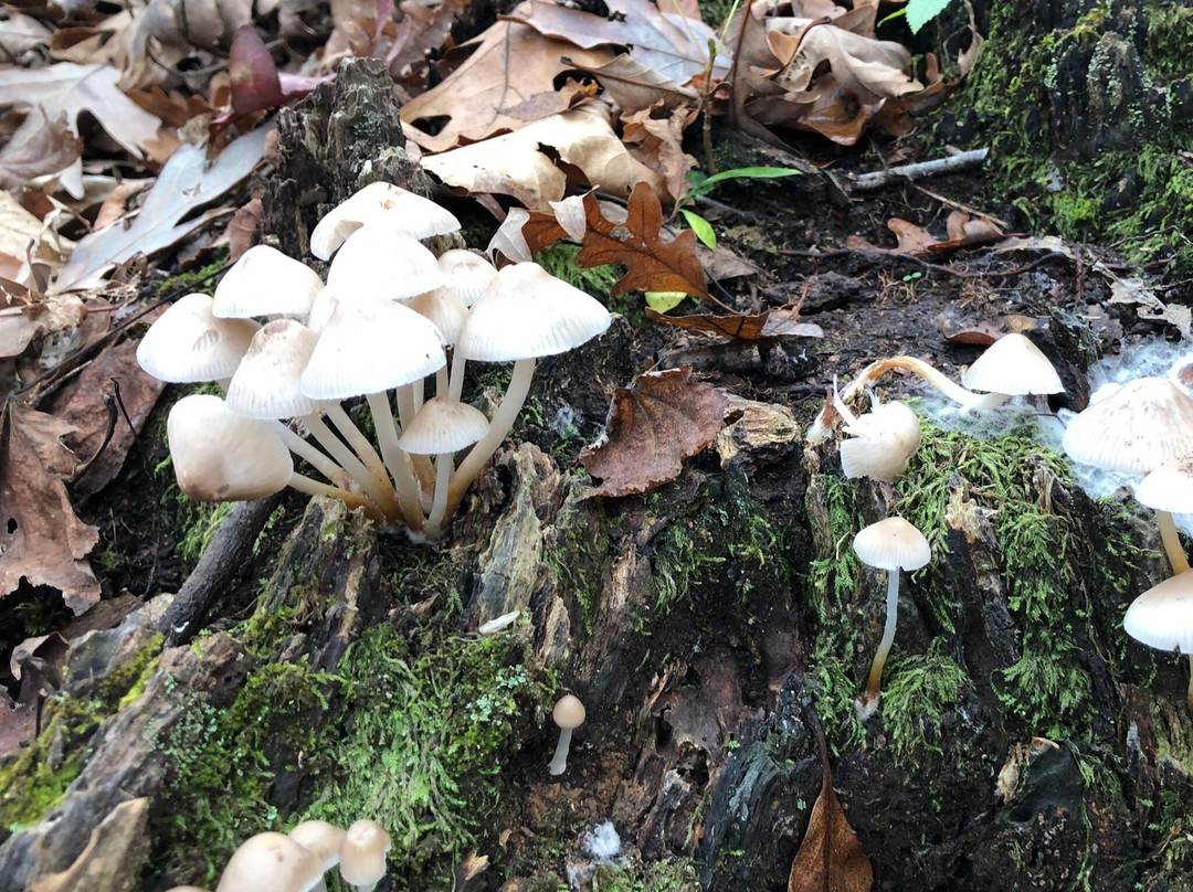 Saxon Woods Park景点图片