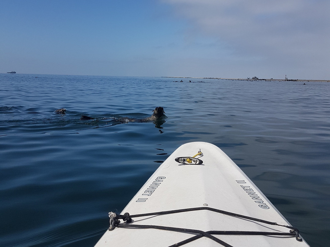 Eco Marine Kayak Tours-华维斯湾必去景点