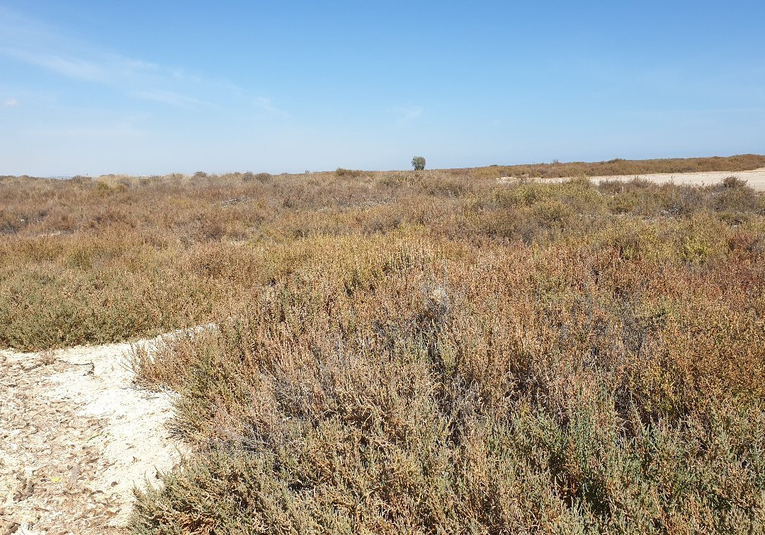 Paraje de Las Salinas-San Pedro del Pinatar必去景点