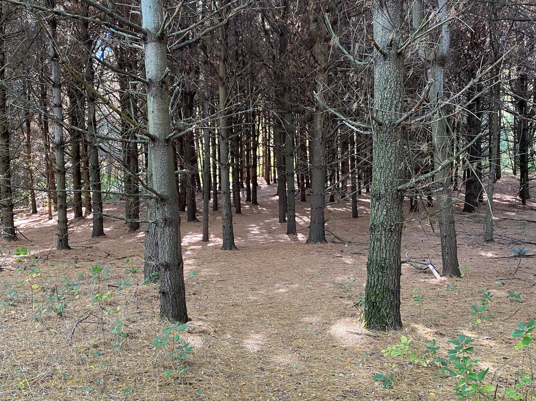 Eldon Russell Park-Burton必去景点