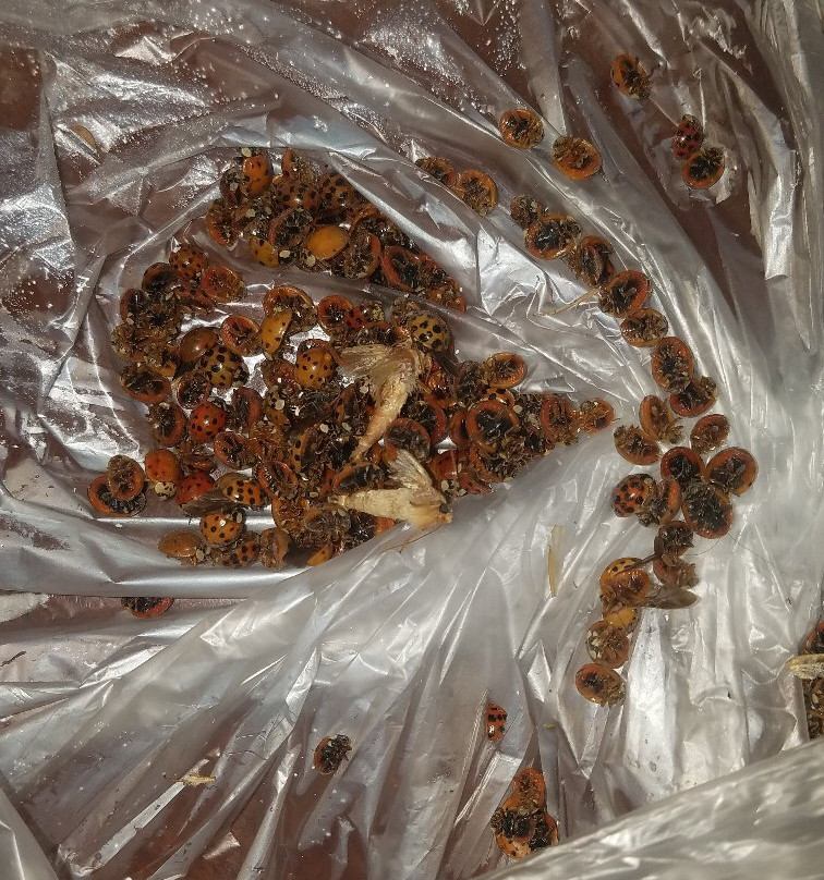 日落汽车旅馆主图