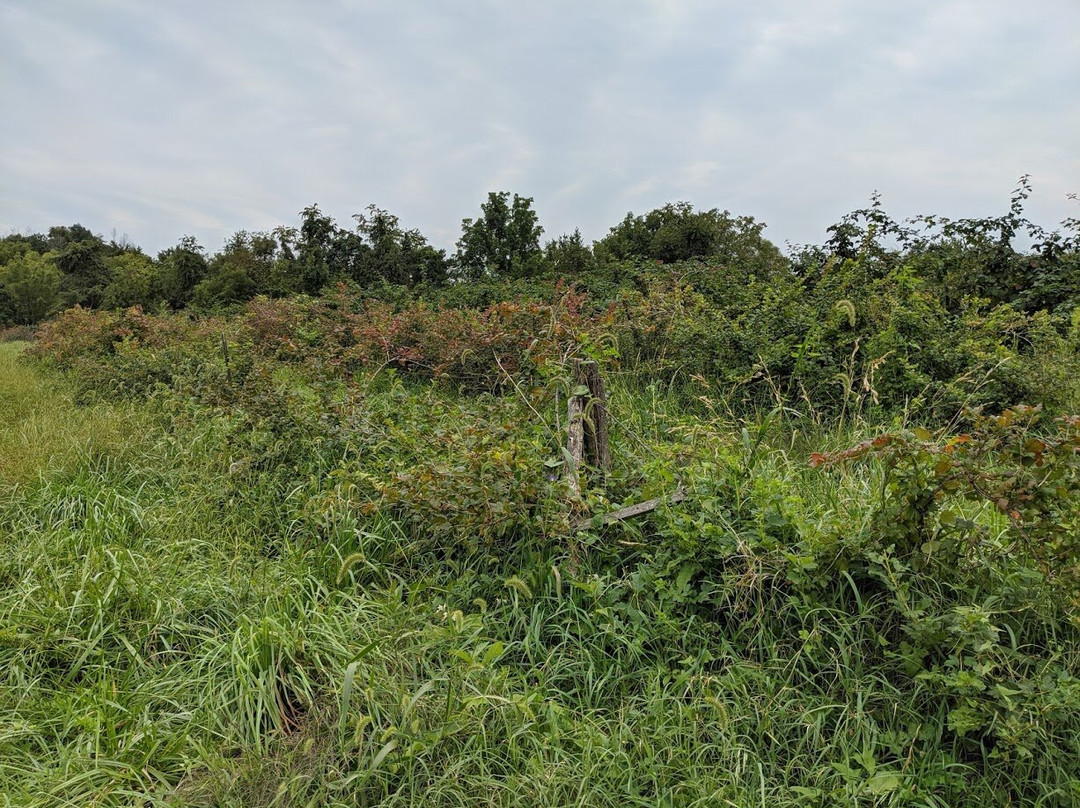 Crooked Run Orchard景点图片