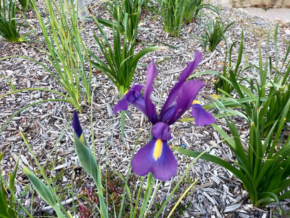 Norton Summit旅游攻略图片