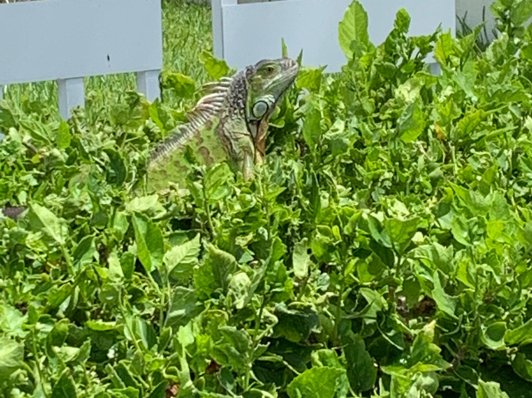 Driftwood Beach Club主图